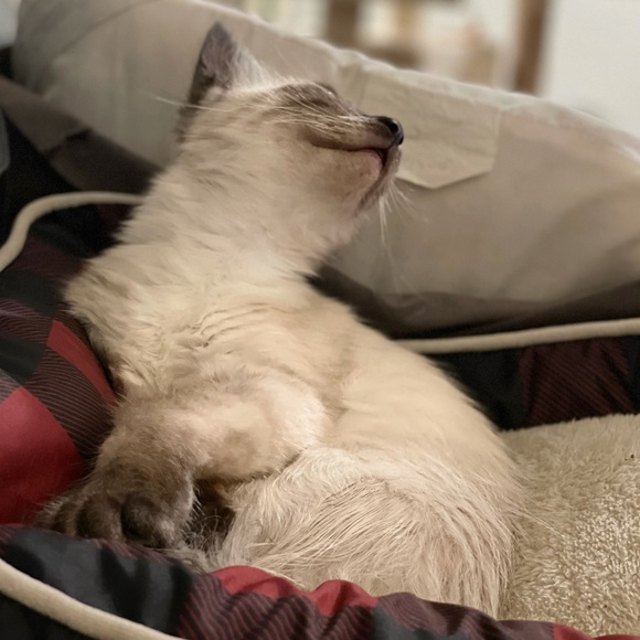 Meet your Posher, Shannon - Picture 8 of 8